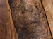 Black Walnut Sliced detail